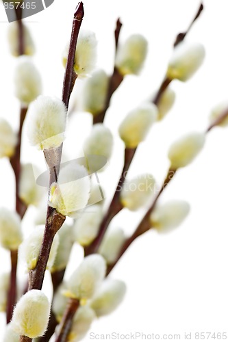 Image of Spring pussy willows