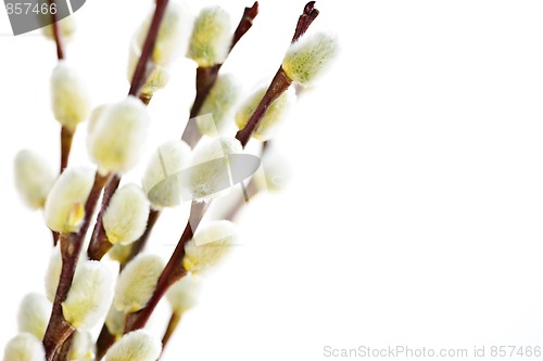 Image of Spring pussy willows