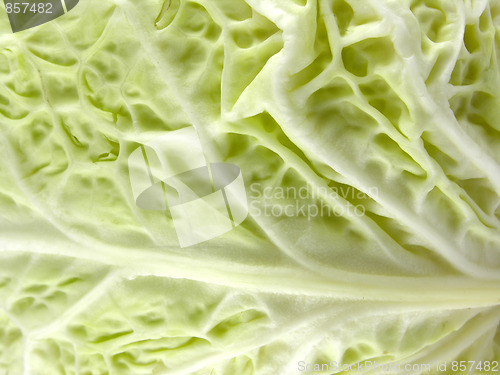 Image of Cabbage sheet