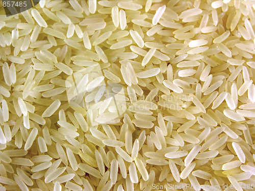 Image of Grain culture rice