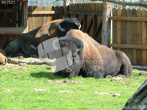 Image of Bison