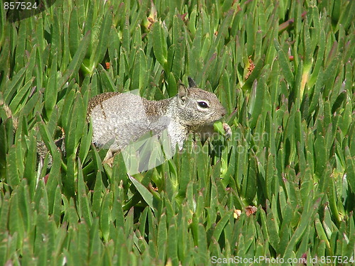 Image of Squirrel