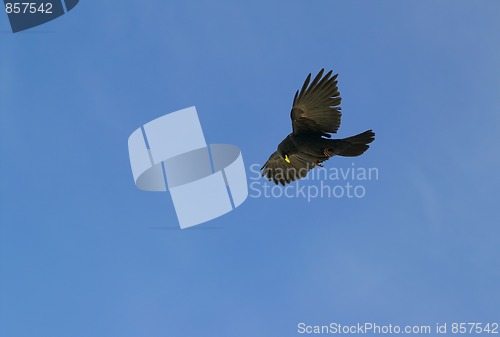 Image of Alpine Chough (Pyrrhocorax graculus)