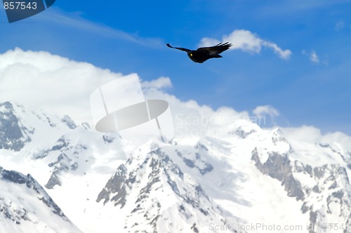 Image of Alpine Chough (Pyrrhocorax graculus)