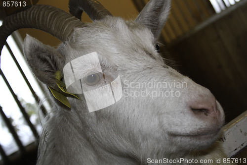 Image of goat