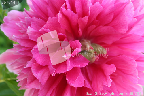 Image of Pink Peon