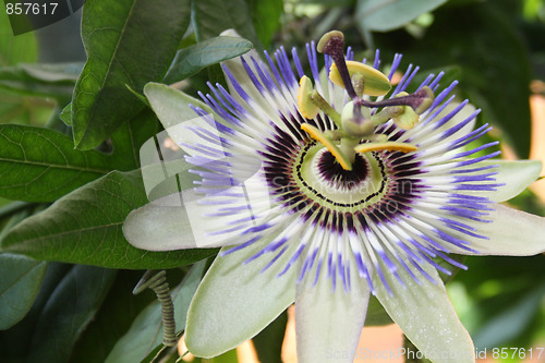 Image of Passionflower