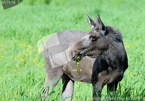 Image of Young norwegian female wild moose