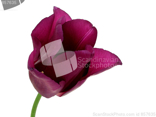 Image of tulip