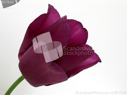 Image of tulip