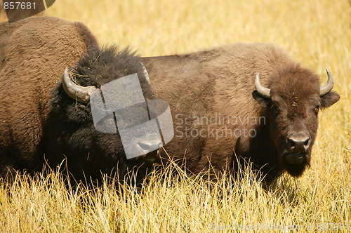 Image of Bison Lovers