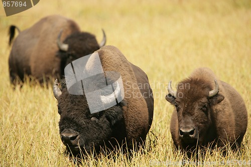 Image of Bison Lovers Together