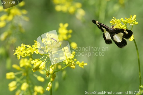 Image of Butterfly and Flower