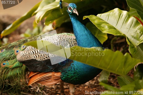 Image of Hidden Peacock