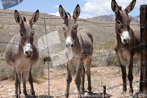 Image of Three Burroughs