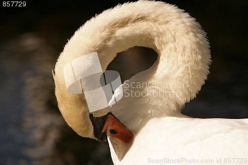 Image of Swan Song