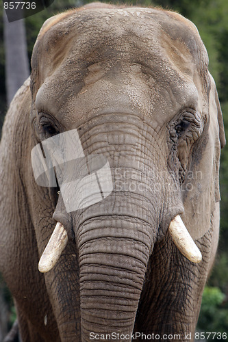Image of Elephant Thinking