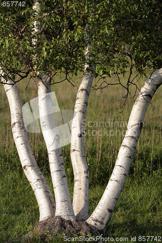 Image of A Four Path Tree