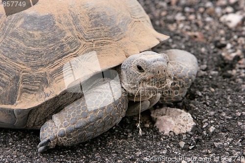 Image of Turtle Power