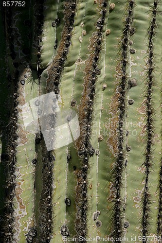 Image of Cactus Needles