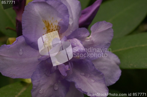 Image of Dew Drop Iris