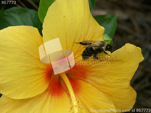 Image of Bumblebee and Yellow Hibiscus