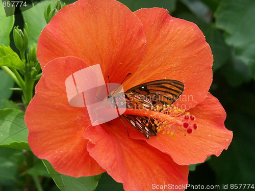 Image of Butterfly Explores Orange Hibiscus