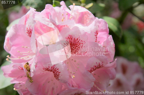 Image of Lighthouse Pink Rhododendron