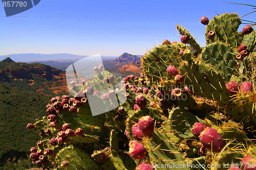 Image of Prickly Pear View of Canyon