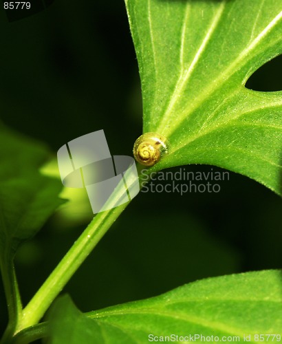 Image of Small snail