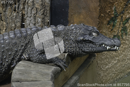 Image of Alligator