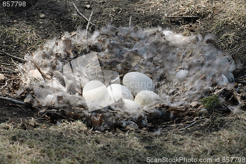 Image of Goose Nest