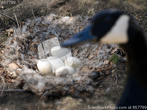 Image of Goose Eggs