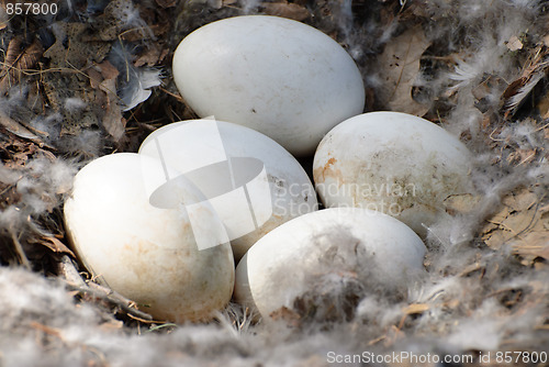 Image of Goose Eggs