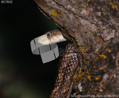 Image of Snake