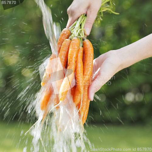 Image of Carrots