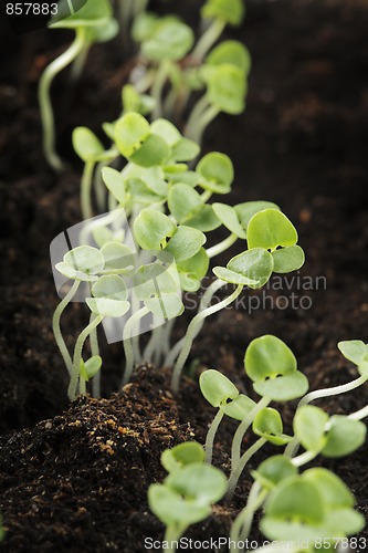 Image of Basil seedlings