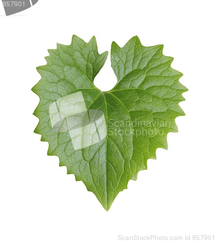 Image of Leaf