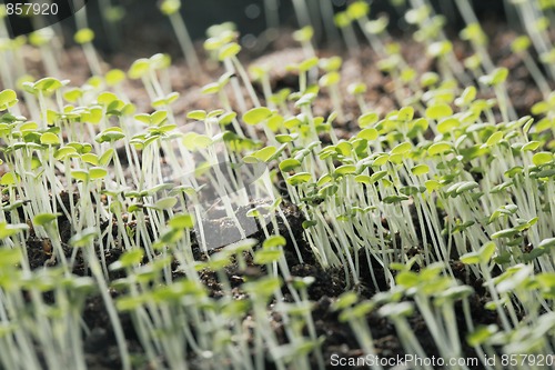 Image of Thyme seedlings