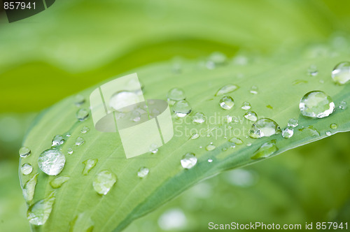 Image of Drops