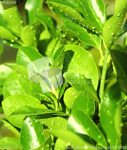 Image of Green leaves with drops of water