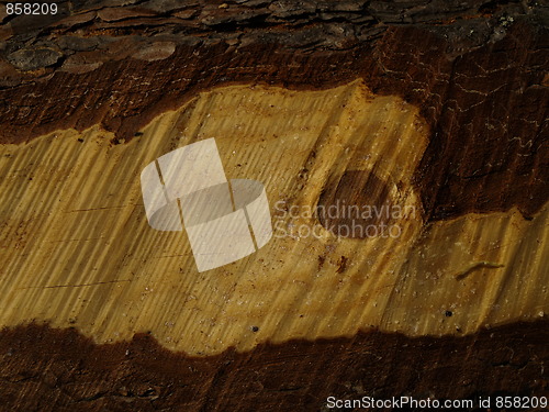 Image of pine slice
