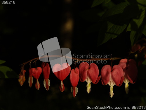 Image of Heart red flowers
