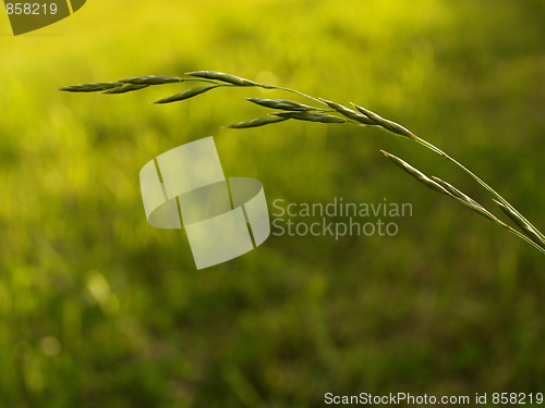 Image of Plant
