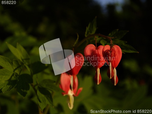 Image of Heart red flowers