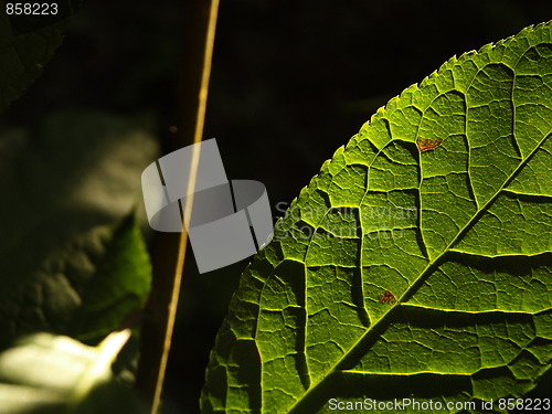 Image of Leaf at sunset