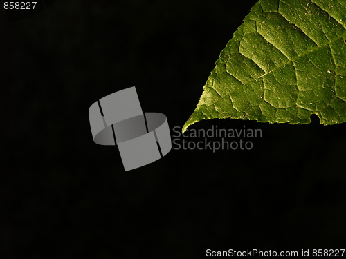 Image of Leaf 