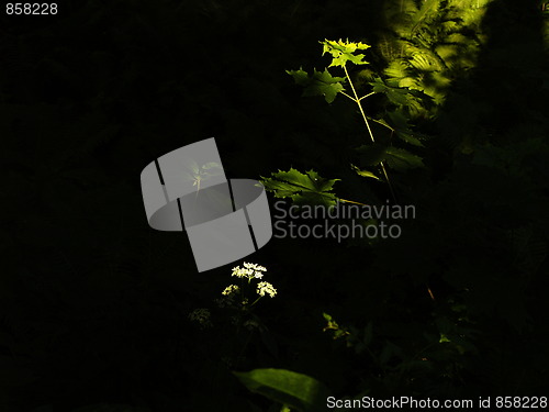 Image of Leafs and cow parsley