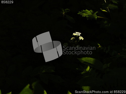 Image of Leafs and cow parsley