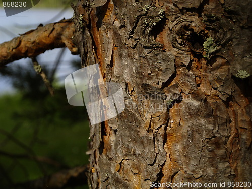 Image of Pine tree bark